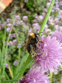 Bumblebee on Chives Bumblebee on Chives